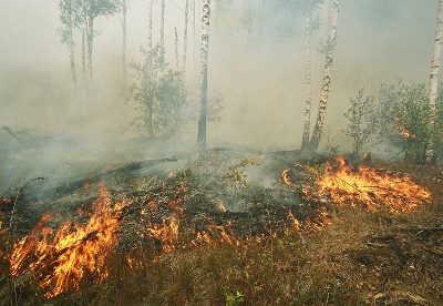 В Хакасии обострилась лесопожарная ситуация